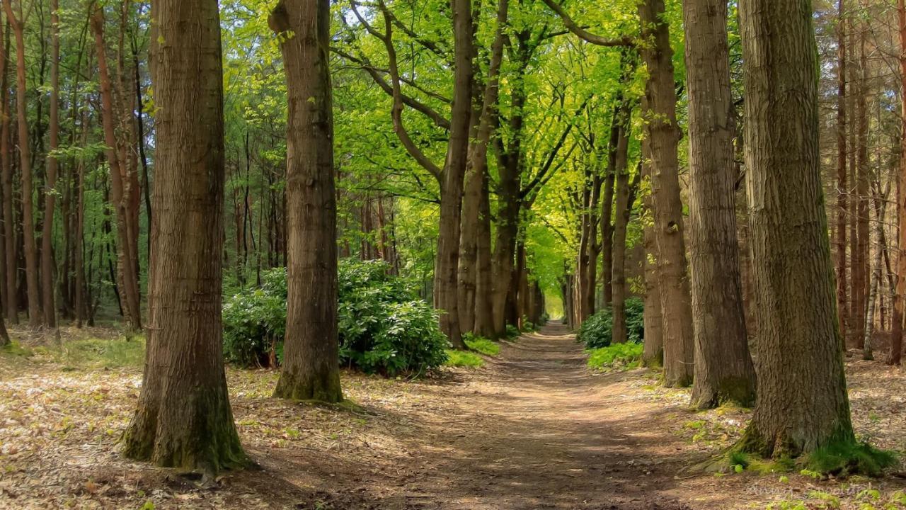 Vakantiehuis In Een Prachtige Bosrijke Omgeving In Twente! Bornerbroek Exterior foto